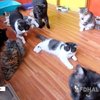 Hal unik lainnya, Sensen ternyata memiliki banyak peliharaan kucing. Yup, ia punya 11 kucing peliharaan yang memiliki ruangan khusus tersendiri!
