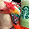 Potret Vindy Lee bersama ayamnya ke cafe mahal.