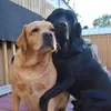 foto anjing lucu
