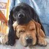 foto anjing lucu