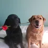 foto anjing lucu