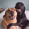 foto anjing lucu