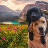foto anjing lucu