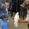 Irish Bella Ajak Anak-anak Main ke Kebun Binatang Tanpa Ammar Zoni