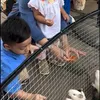 Irish Bella Ajak Anak-anak Main ke Kebun Binatang Tanpa Ammar Zoni