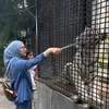 Irish Bella Ajak Anak-anak Main ke Kebun Binatang Tanpa Ammar Zoni