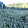 dataran dieng, dataran tinggi dieng, dataran dieng dingin, dataran dieng bersalju