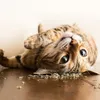 kucing lucu
