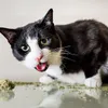 kucing lucu