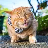 kucing lucu