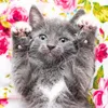 kucing lucu