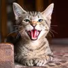 kucing lucu