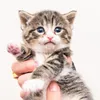 kucing lucu