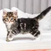 kucing lucu
