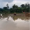 Betrand Peto