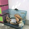 Orang Kepergok Tidur