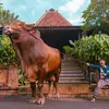 Artis punya kebun binatang