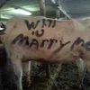 Lamaran Unik