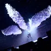 Konser F4 