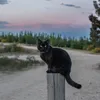 Travelling Cat