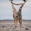 Animal digital imagine @ditpict