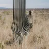 Animal digital imagine @ditpict