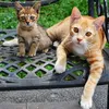 Kucing Herichan