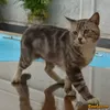Kucing Herichan