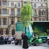 Royal Wedding