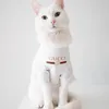 foto kucing lucu