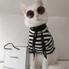 foto kucing lucu