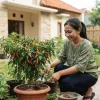 11 Trik Merawat Pohon Cabai agar Buahnya Lebat dan Pedas, Cocok untuk Kebun Pot di Rumah