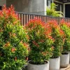 7 Tanaman Agar Rumah Terlihat Rindang Tanpa Memenuhi Halaman, Bikin Estetik