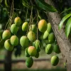 Cara Agar Pohon Mangga Cepat Berbuah, Panduan Lengkap dari Bibit hingga Perangsang Bunga