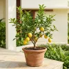 Cara agar Tanaman Buah dalam Pot Tidak Hanya Tumbuh Daun, tetapi Rajin Berbunga dan Berbuah