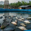 Cara Budidaya Ikan Nila di Kolam Terpal untuk Pemula, Modal Kecil Hasil Melimpah