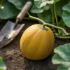 Cara Menanam Melon di Pekarangan agar Berbuah Manis, Panduan Lengkap dari Benih hingga Panen