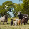 Film THE SHEEP DETECTIVES - Sinopsis, Pemeran dan Fakta Menarik