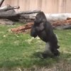 Gorila Bisa Berjalan Seperti Manusia Jadi Viral!