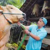 Irfan Hakim Juragan Sapi Jumbo, Dapat Kepercayaan dari Presiden Prabowo