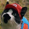 Begini Jadinya Kalau Super Mario Bros Jadi Film Pendek dan Diperankan Kucing