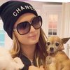 Kehidupan Anjing Paris Hilton, Hidup Mewah & Punya Istana