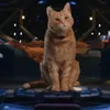 Fakta-fakta Goose, Kucing Oren yang Curi Perhatian di Film 'THE MARVELS' - Harus Latihan dan Sedia Snack Sebelum Syuting