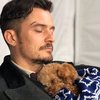 Sedih Banget, Orlando Bloom Bikin Tato Tribut Untuk Anjing Kesayangannya yang Hilang