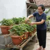 Tips Merawat Tanaman Stroberi di Musim Kemarau agar Tetap Subur dan Tidak Mudah Layu