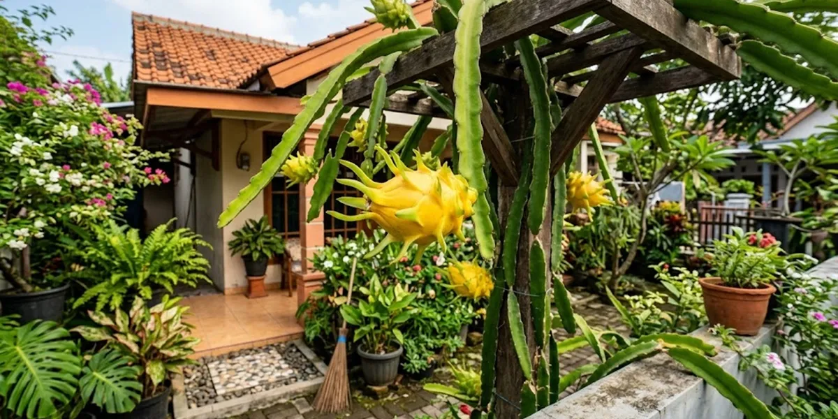 Panduan Praktis Menanam Buah Naga Kuning agar Cepat Panen