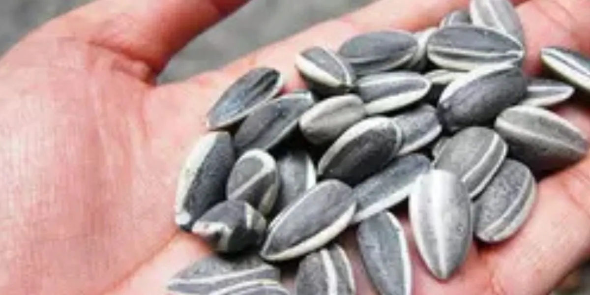 Cara Simpel Menjaga Kuaci agar Tidak Melempem dan Tetap Garing dengan 1 Bahan