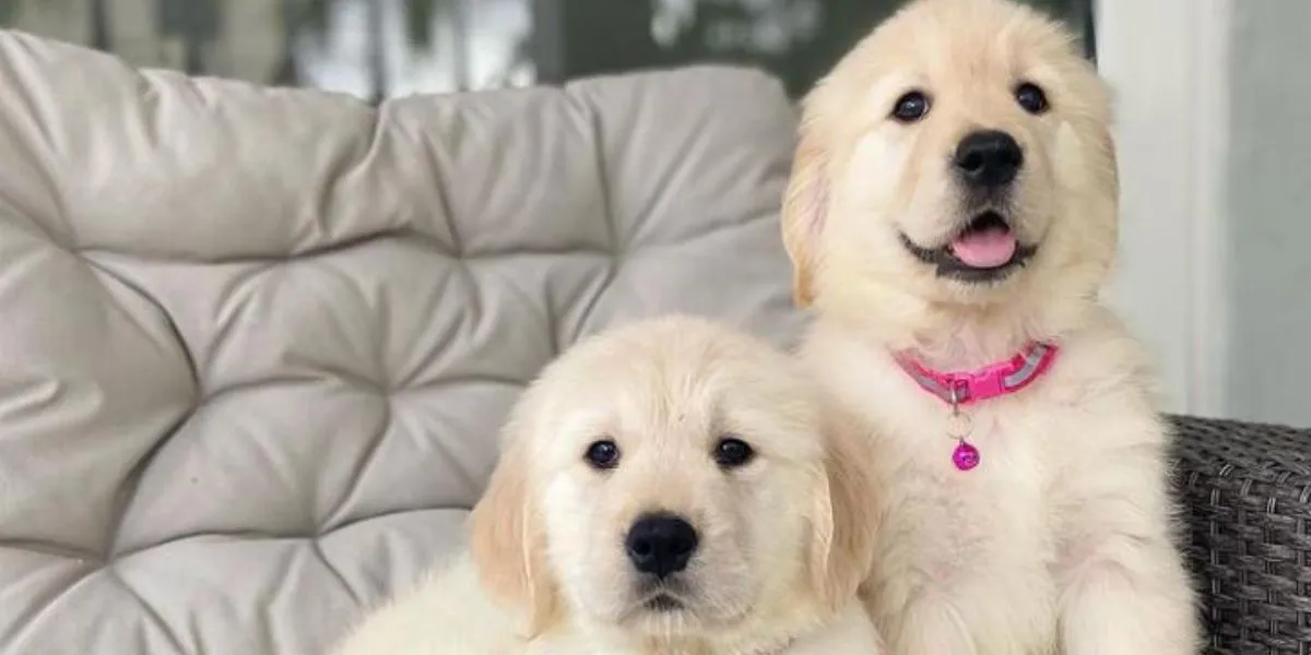 Dog Lovers Wajib Nonton, Inilah Rekomendasi Film Tentang Anjing Yang