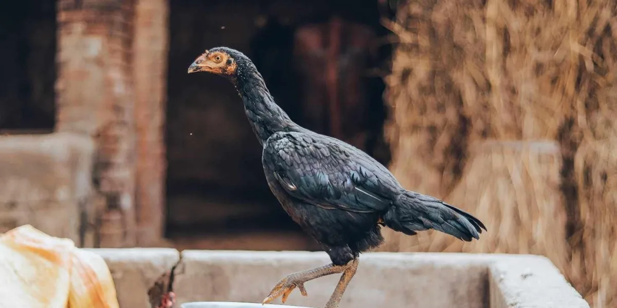Fermentasi Pakan Ayam Modal 30 Ribu, Hemat Biaya Pakan 500 Ribu per Bulan