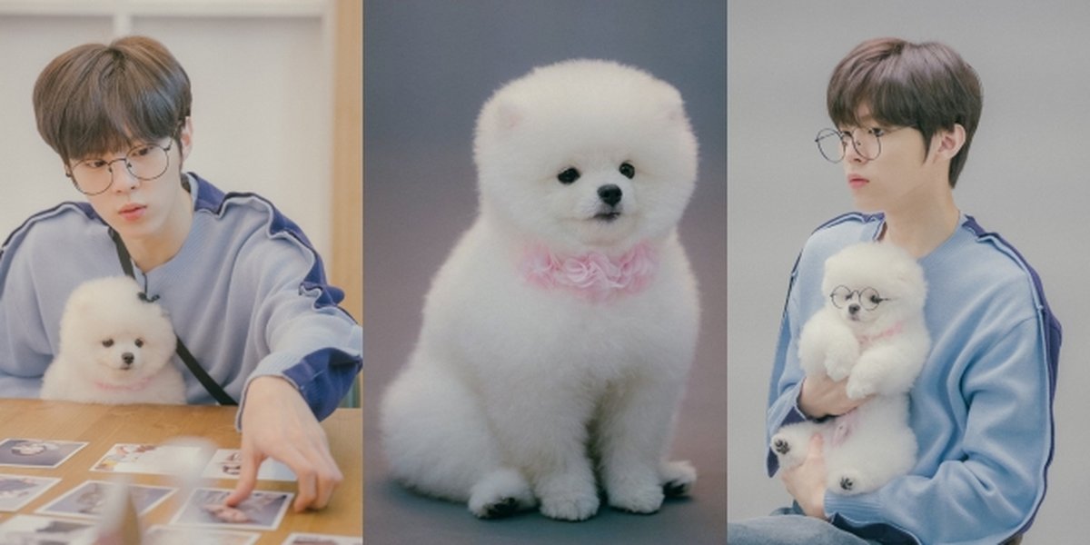 10 Adorable Pictures of Kim Wooseok's Pet Dog Dda Dda, the Cute White One